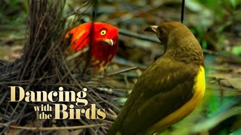 bird documentaries